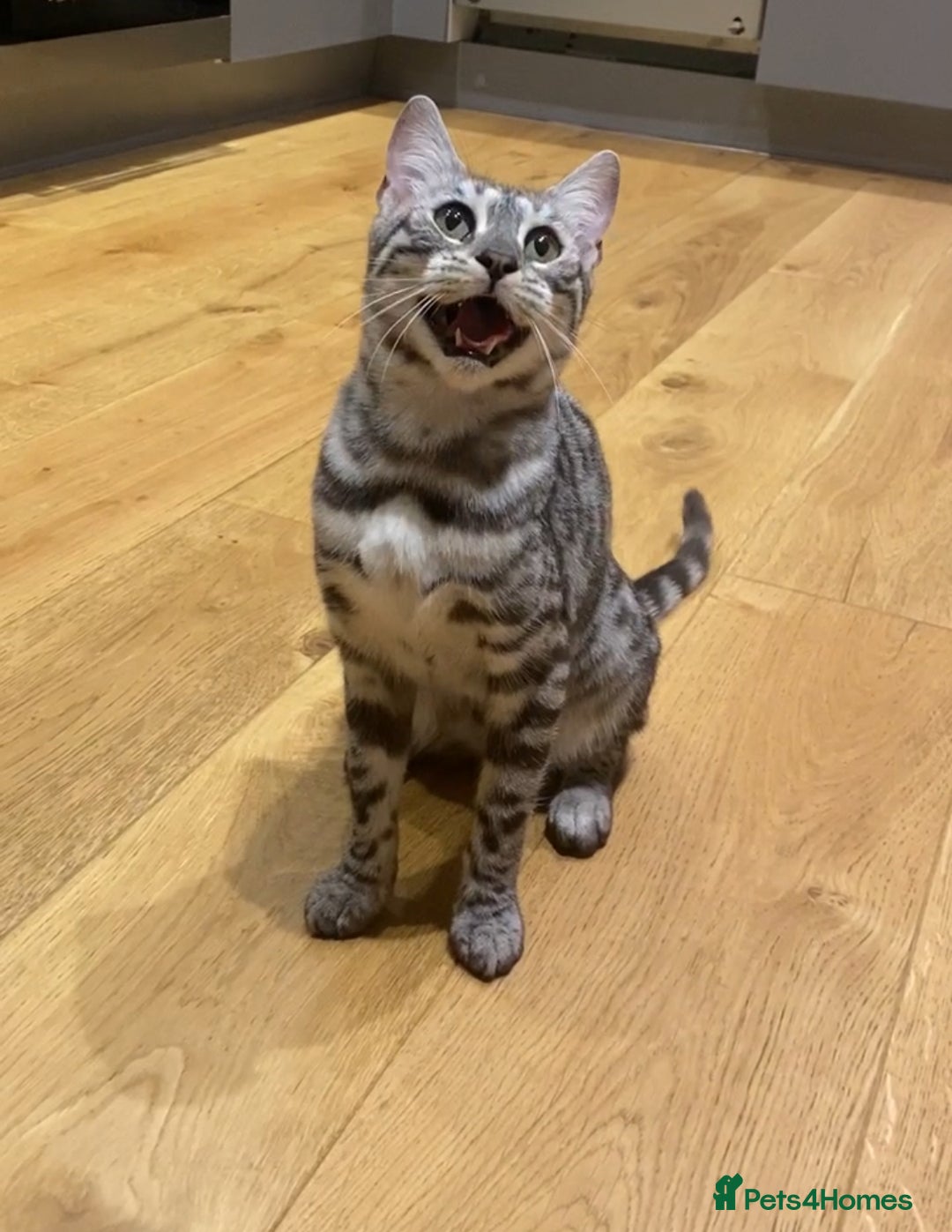 Bengal cats for sale: Beautiful Bengal kittens  in Cambridge - Image 23