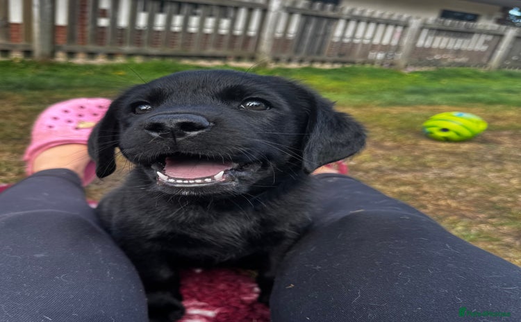 Labrador Retriever dogs - Advert 4