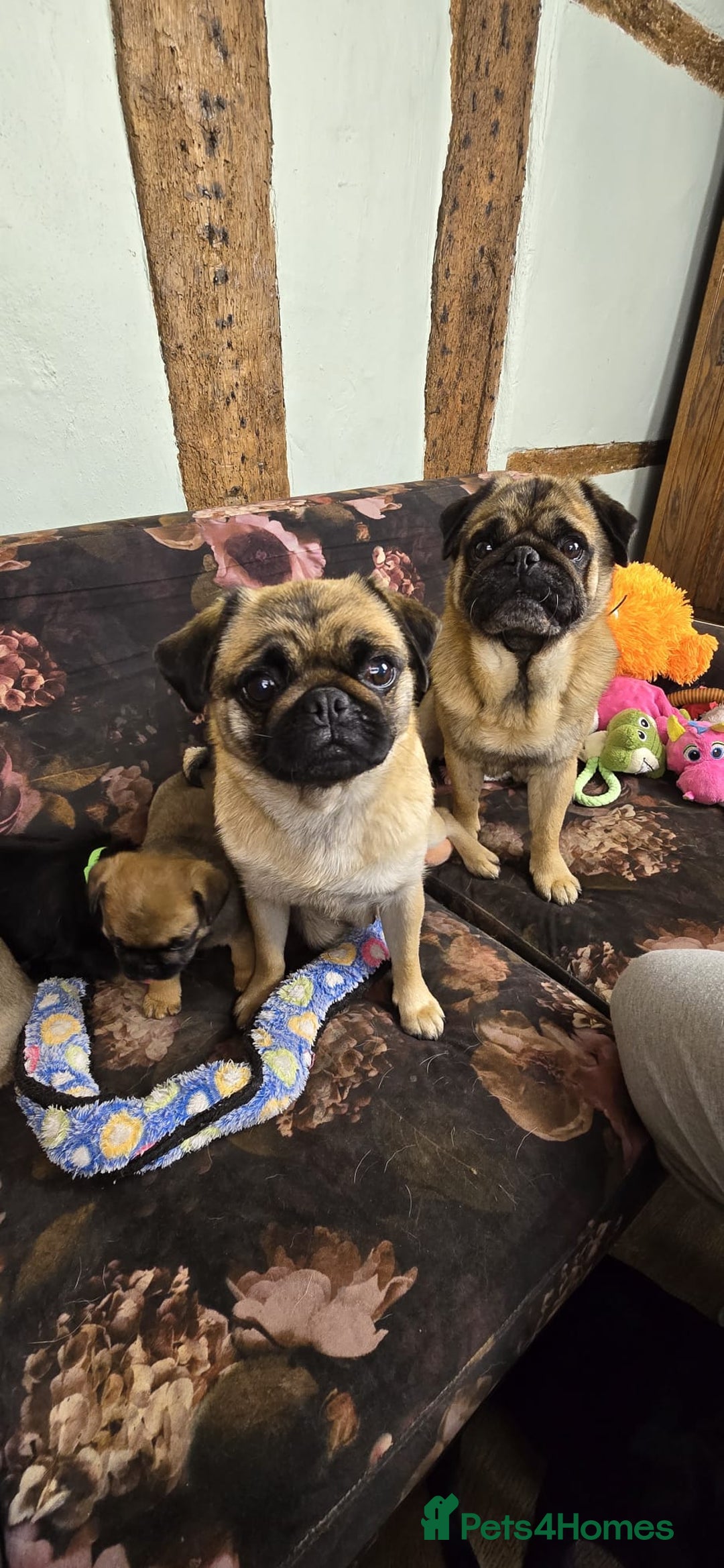Pug dogs for sale: Beautiful Pure Pug Puppies 8 weeks old! 🐾 - Image 2