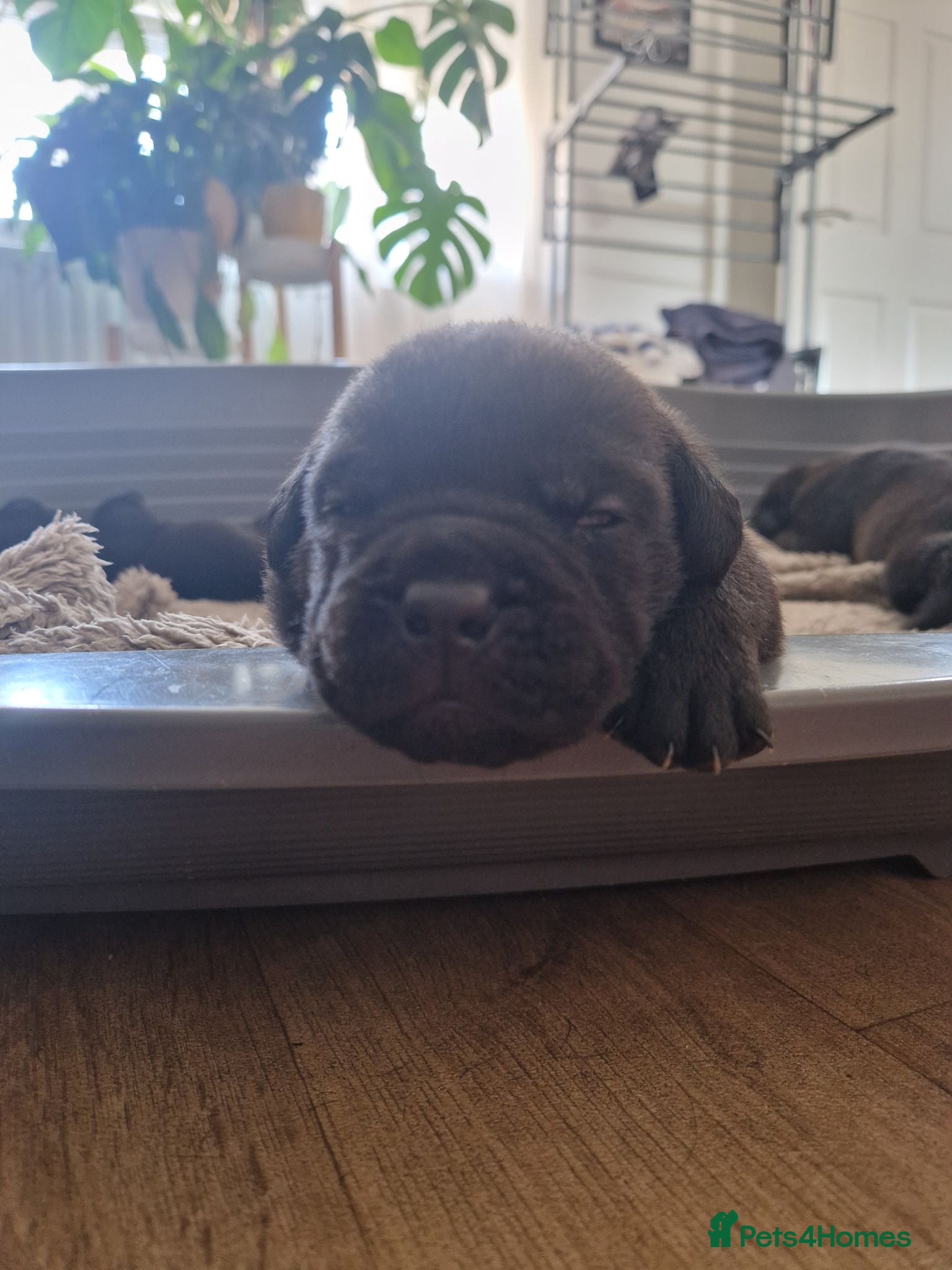 Mixed Breed dogs Bullador puppies  - Advert 1