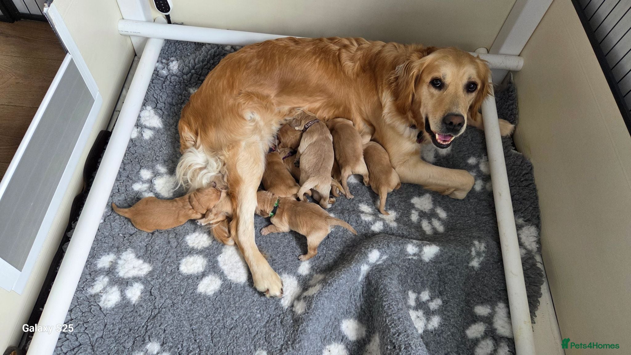 Golden Retriever dogs Beautiful golden retrivers - Advert 1