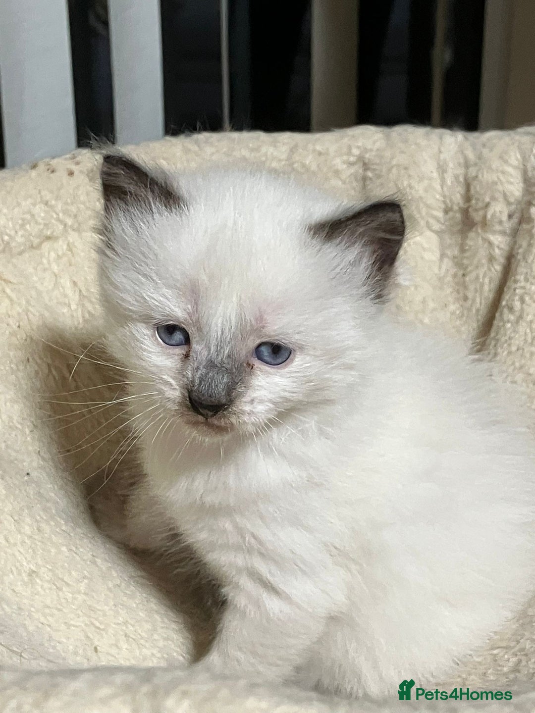 Ragdoll cats for sale: Ragdoll kittens for sale - Advert 2