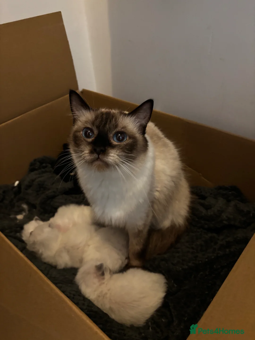 Ragdoll cats for sale: 4 male ragdoll kittens  - Advert 1