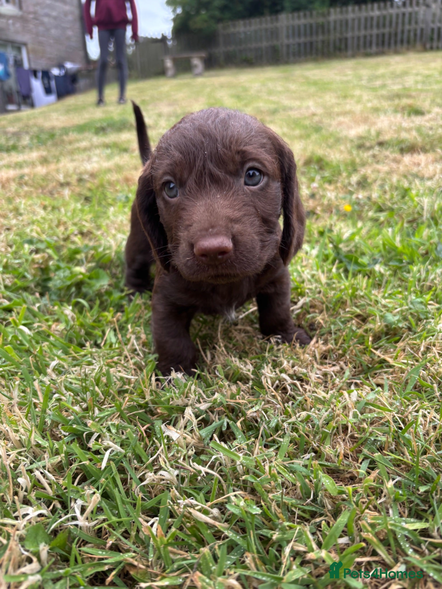 Mixed Breed dogs Teckel cross Springador puppies - Advert 3