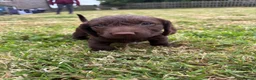 Mixed Breed dogs for sale: Teckel cross Springador puppies - Advert 1