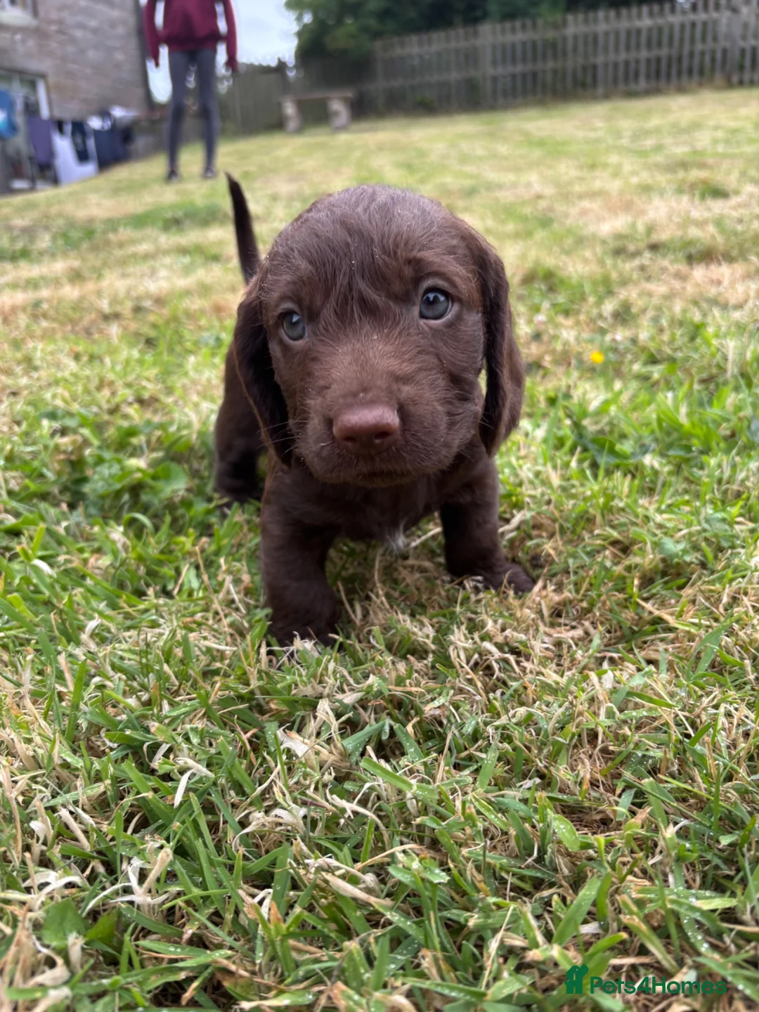 Mixed Breed dogs for sale: Teckel cross Springador puppies - Advert 1