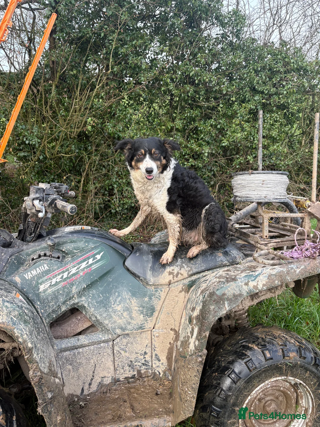 Mixed Breed dogs for sale: Collie x kelpie puppies for sale  in Stoke-on-Trent - Advert 2