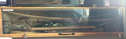 Python Snake reptiles for sale: Pastel ball python in Wigan - Advert 2
