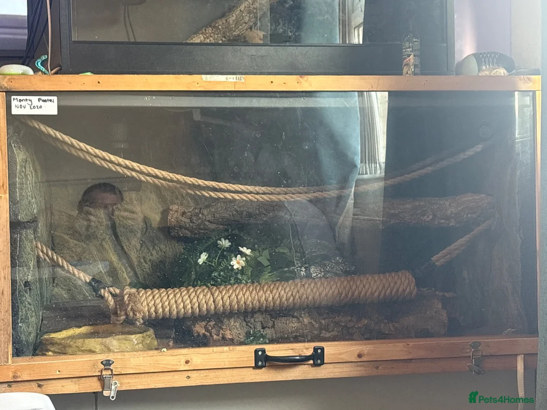 Python Snake reptiles for sale: Pastel ball python in Wigan - Advert 2