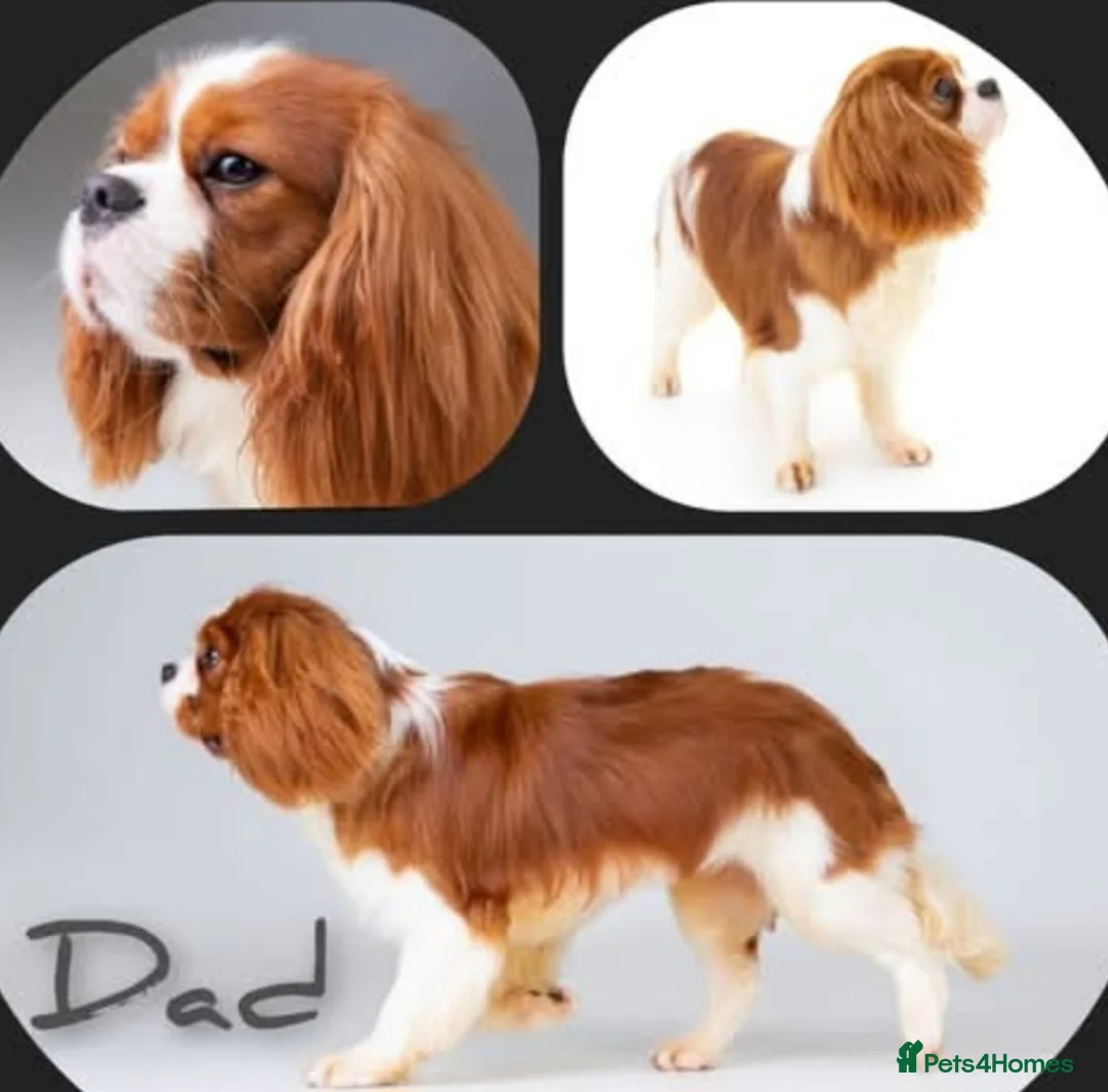 Cavalier King Charles Spaniel dogs for stud: Mr Chips kc/health tested stud  in Kettering - Advert 4