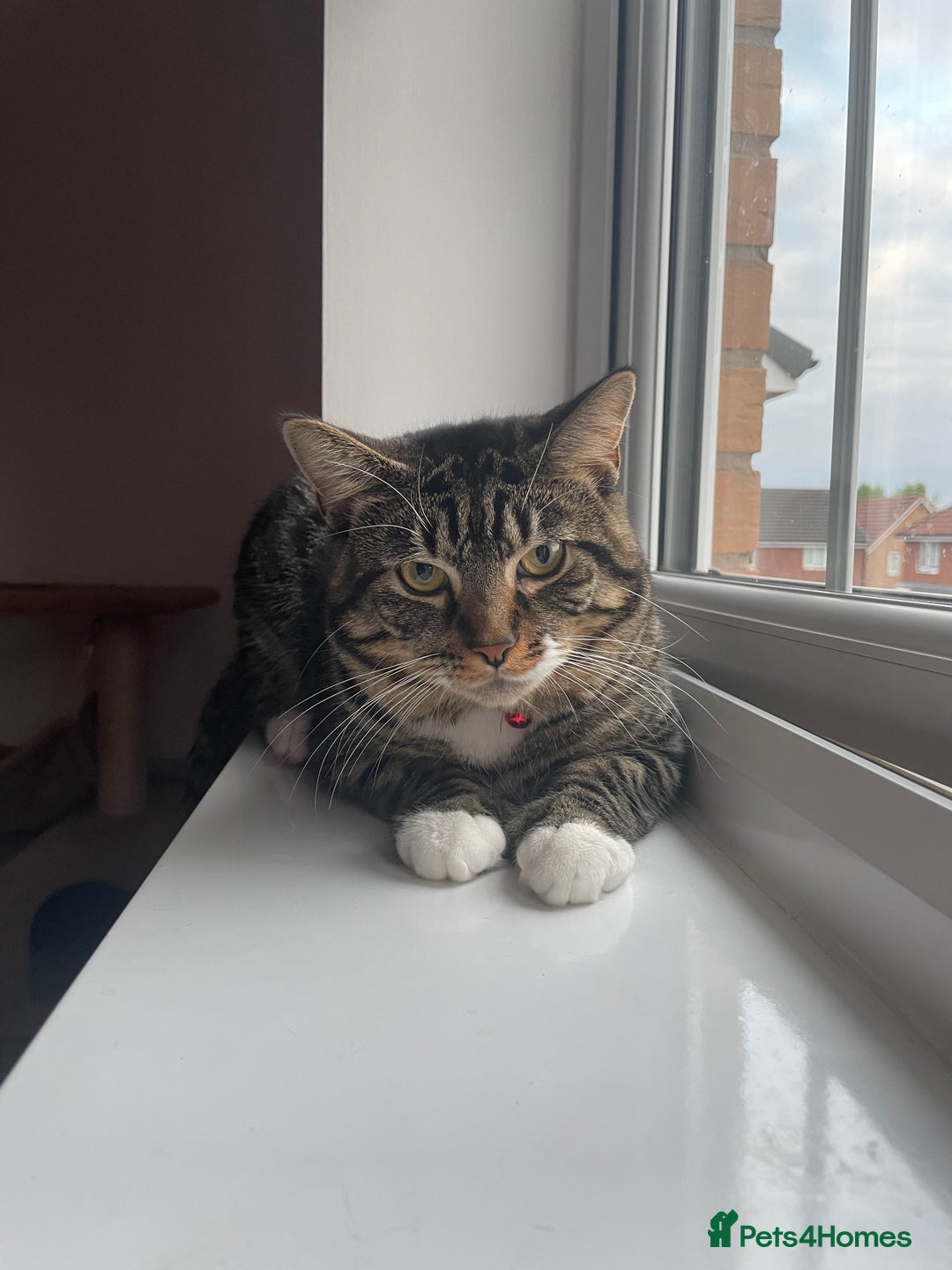 Mixed Breed cats for sale: Pretty Kittens For Sale - Advert 13