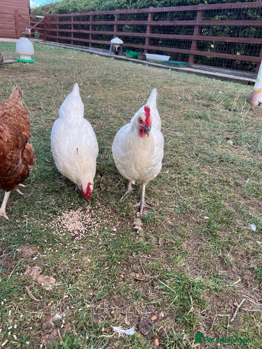 Chickens poultry for sale: Skyline chickens for sale  - Image 2