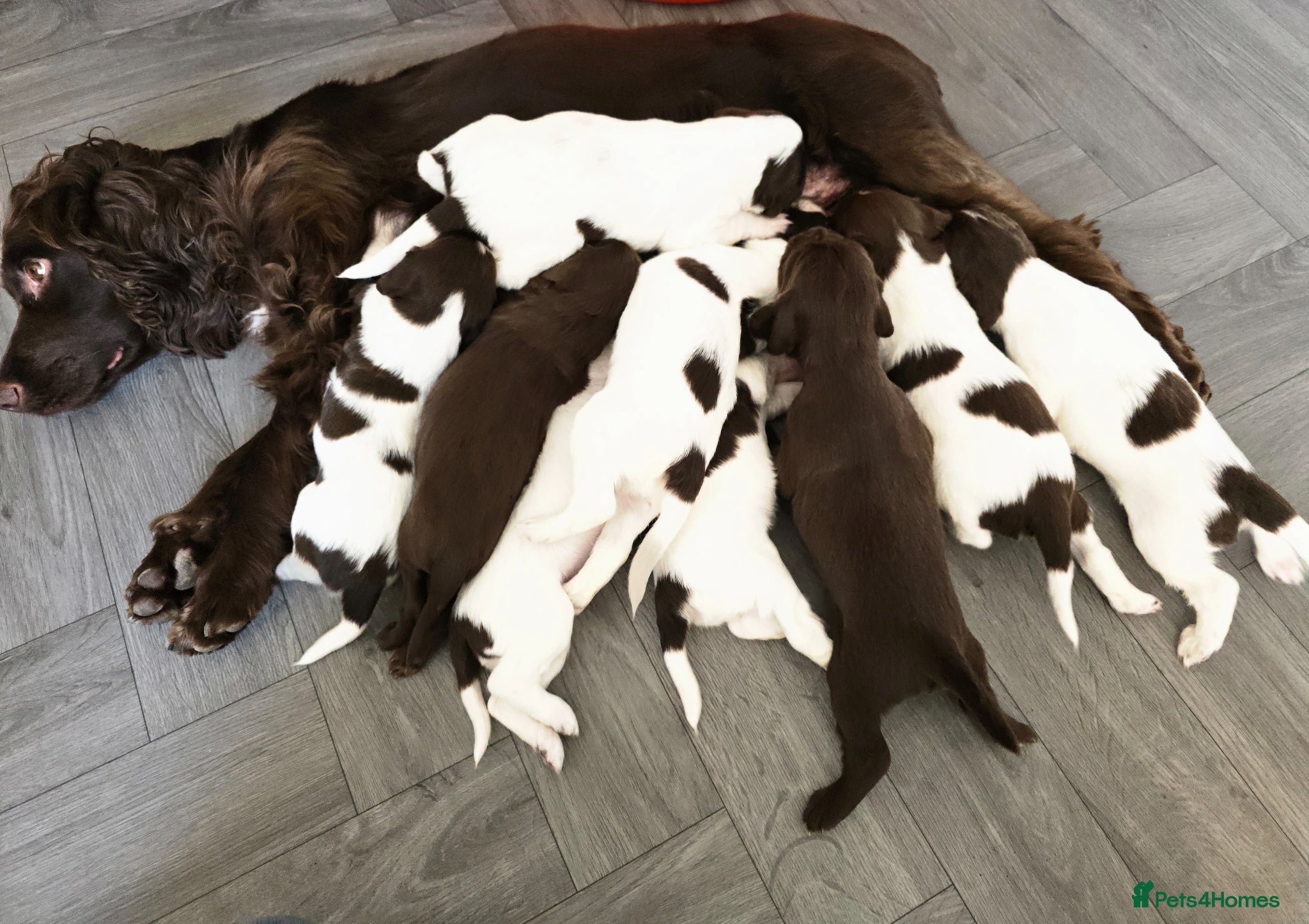 Sprocker dogs Beautiful sprocker puppies  - Advert 2