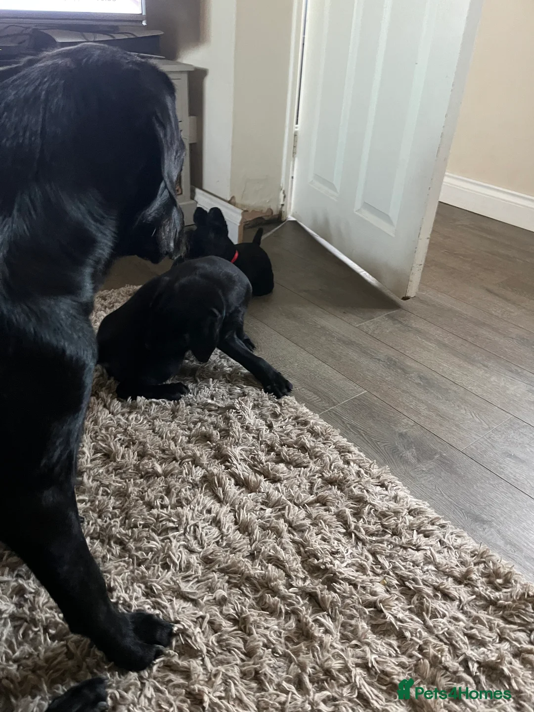 Labrador Retriever dogs for sale: Yellow - Advert 12