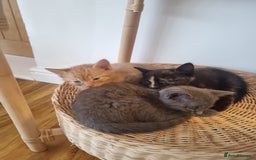 Mixed Breed cats for sale: 1 Ginger boy and 1 Tabby girl available  - Image 5