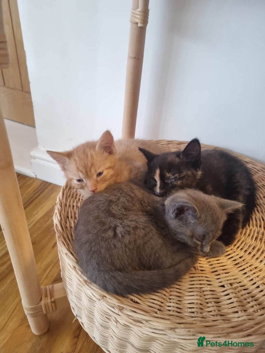 Mixed Breed cats for sale: 1 Ginger boy and 1 Tabby girl available  - Image 5