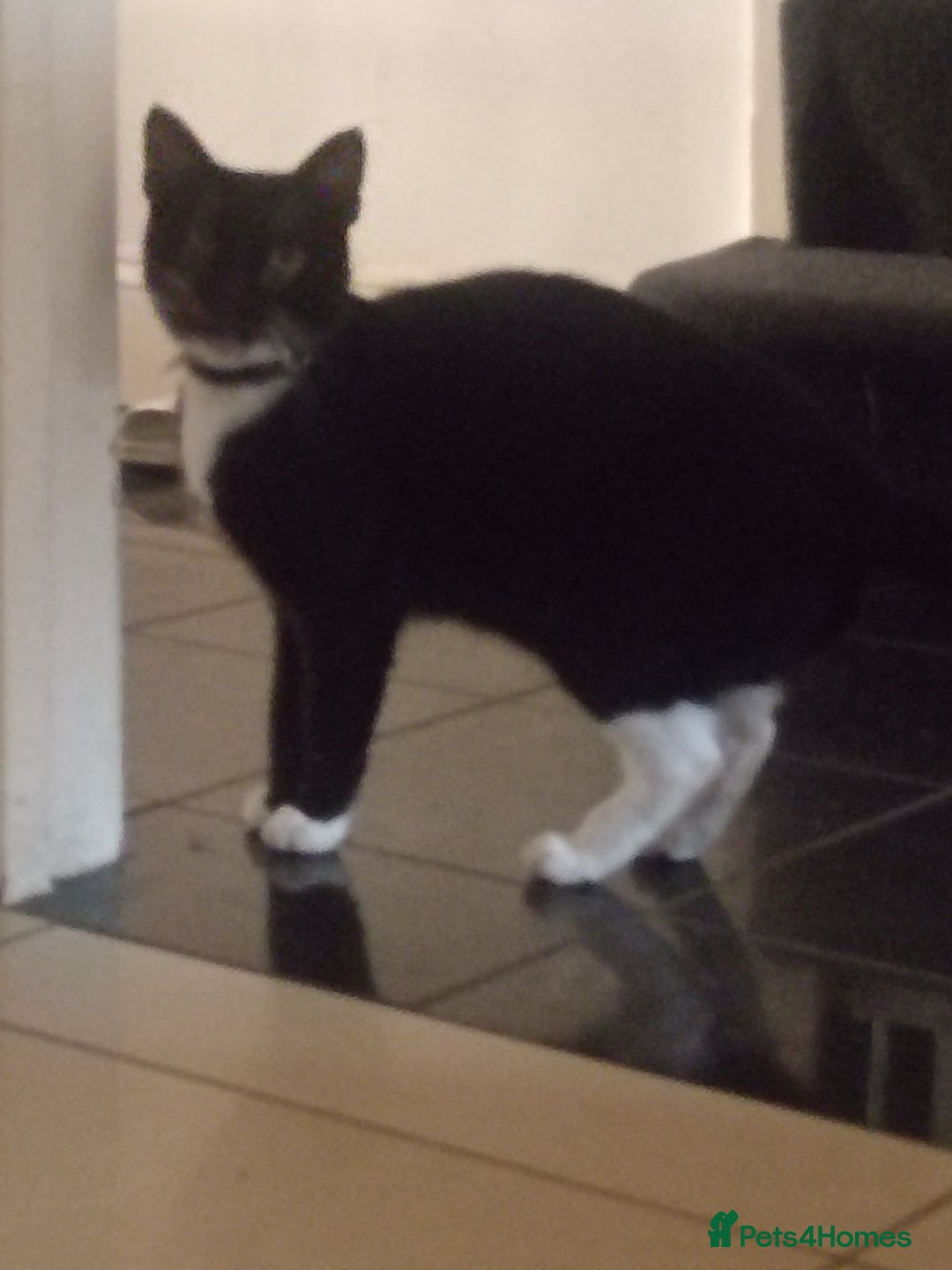 European cats for sale: Beautiful  black female kitten - Advert 1