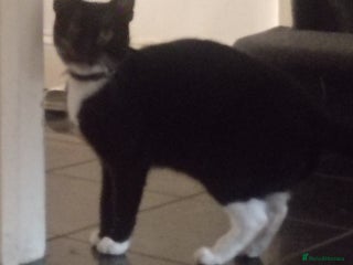 European cats Beautiful black female kitten - Advert 1