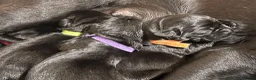 Labrador Retriever dogs for sale: Black KC Lab puppies - Advert 10