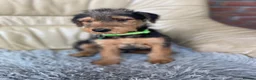 Airedale Terrier dogs for sale: Airedale terrier puppies  - Advert 9