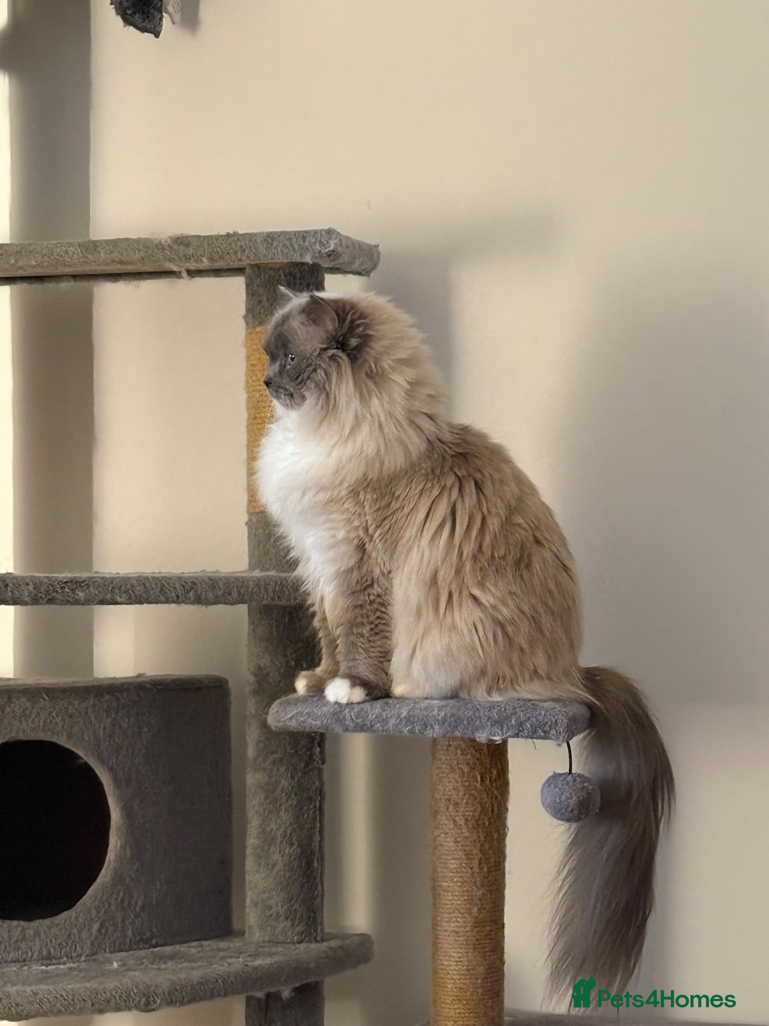 Ragdoll cats Beautiful female ragdoll - Advert 2
