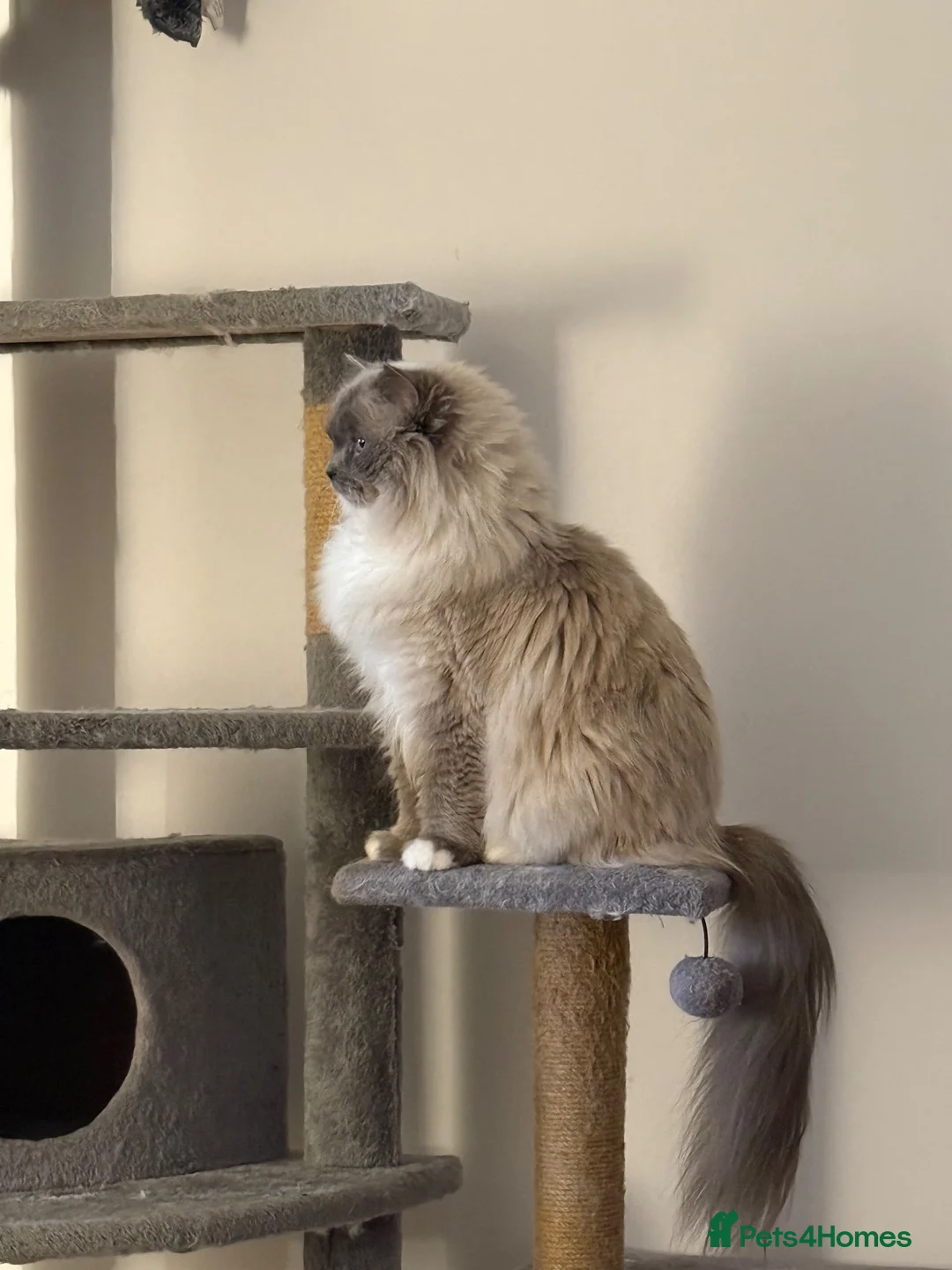 Ragdoll cats for sale: Beautiful female ragdoll - Advert 1