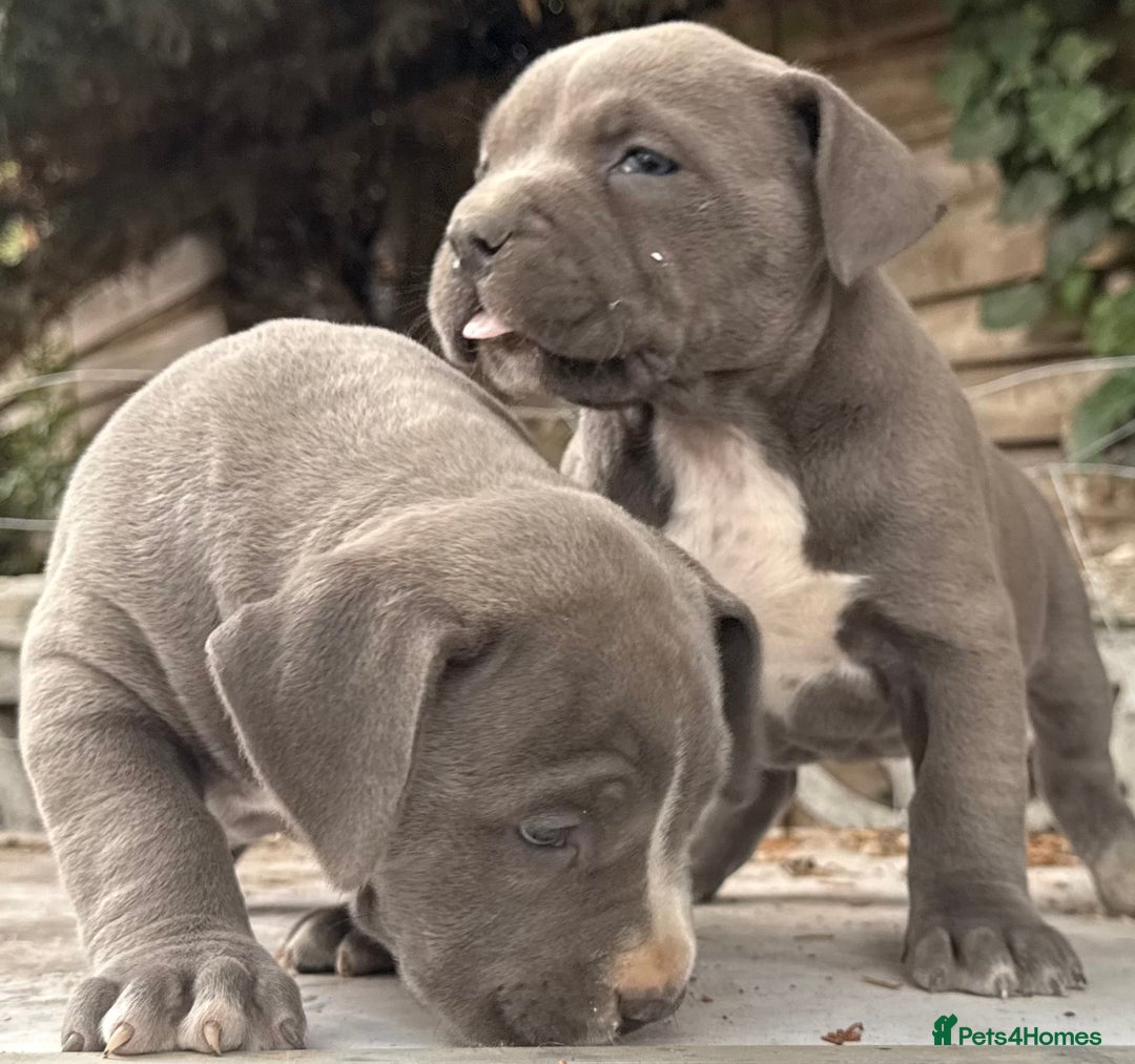 American Bully dogs for sale: Pocket bully puppies ready soon  - Image 25