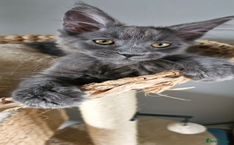 Maine Coon cats - Advert 8