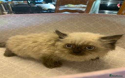 Selkirk Rex cats for sale: Selkirk rex kittens  - Image 5