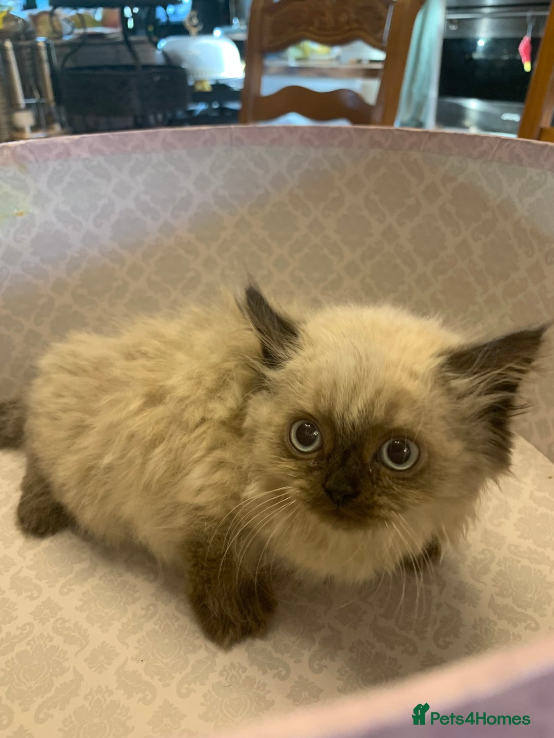Selkirk Rex cats for sale: Selkirk rex kittens  - Image 5