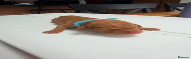 Hungarian Vizsla 5 (blue