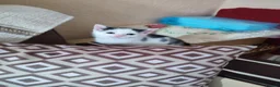 Mixed Breed cats for sale: 2 Kittens Ready for New Homes, 10 Weeks Old - Advert 30