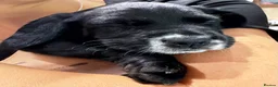 Cockerdor dogs for sale: 🐾 Gorgeous Cockerdor Puppies 🐾 - Advert 10