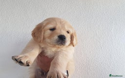 Golden Retriever dogs for sale: Quality KC Golden Retriver Puppies - Image 8