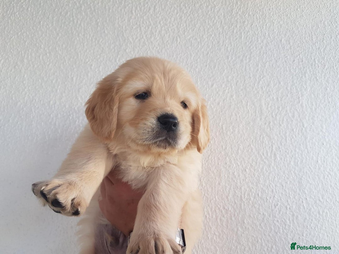 Golden Retriever dogs for sale: Quality KC Golden Retriver Puppies - Image 8