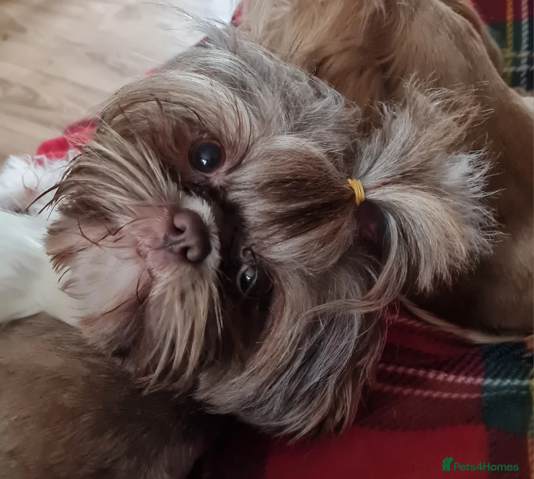 Shih Tzu dogs for sale: Imperial Shih Tzu female, 22 months KC registered. - Advert 36