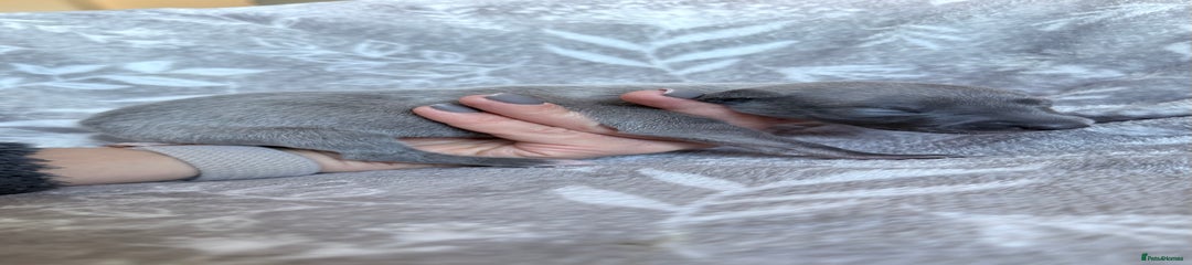 Whippet Puppy 5