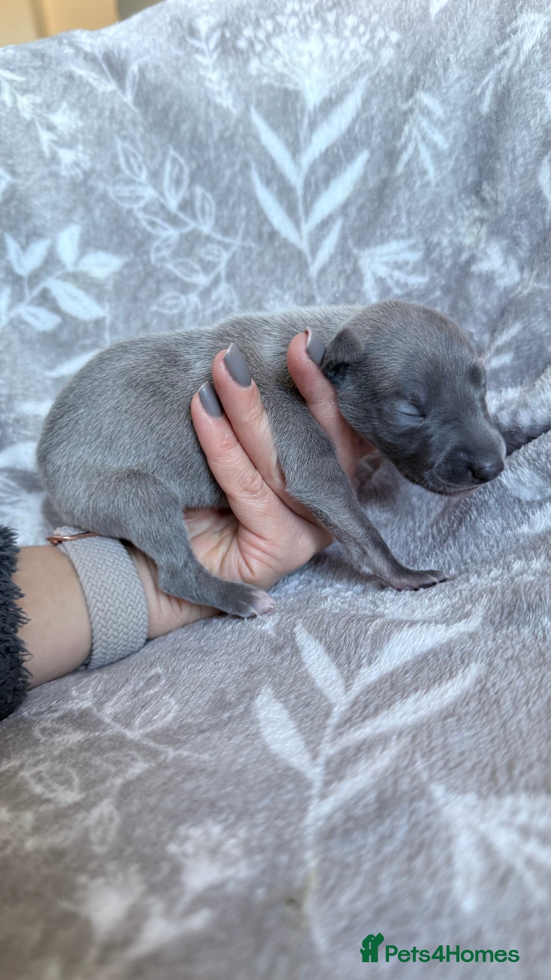 Whippet dogs for sale: OUTSTANDING PRESTIGIOUS LAGUNA BLUE WHIPPETS! KC - Image 10