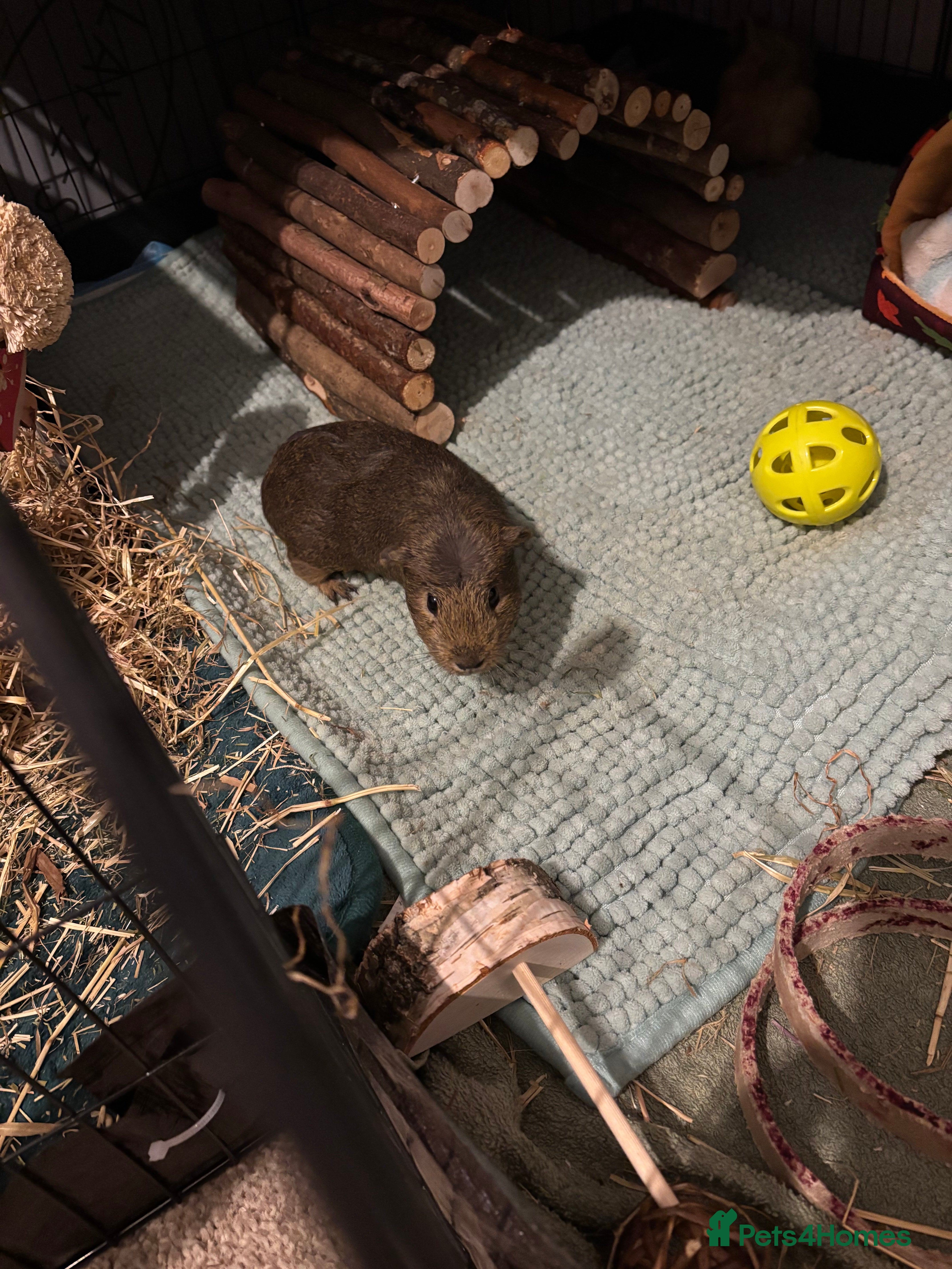 Guinea Pig rodents 4 young male Guinea pigs with cage and accessories - Advert 20