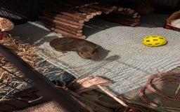 Guinea Pig rodents for sale: 4 young male Guinea pigs with cage and accessories - Image 1