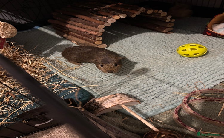 Guinea Pig rodents - Advert 12