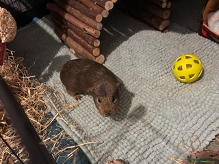 Guinea Pig rodents - Advert 22