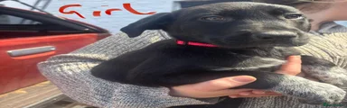 Huntaway Puppy 8 - red collar 