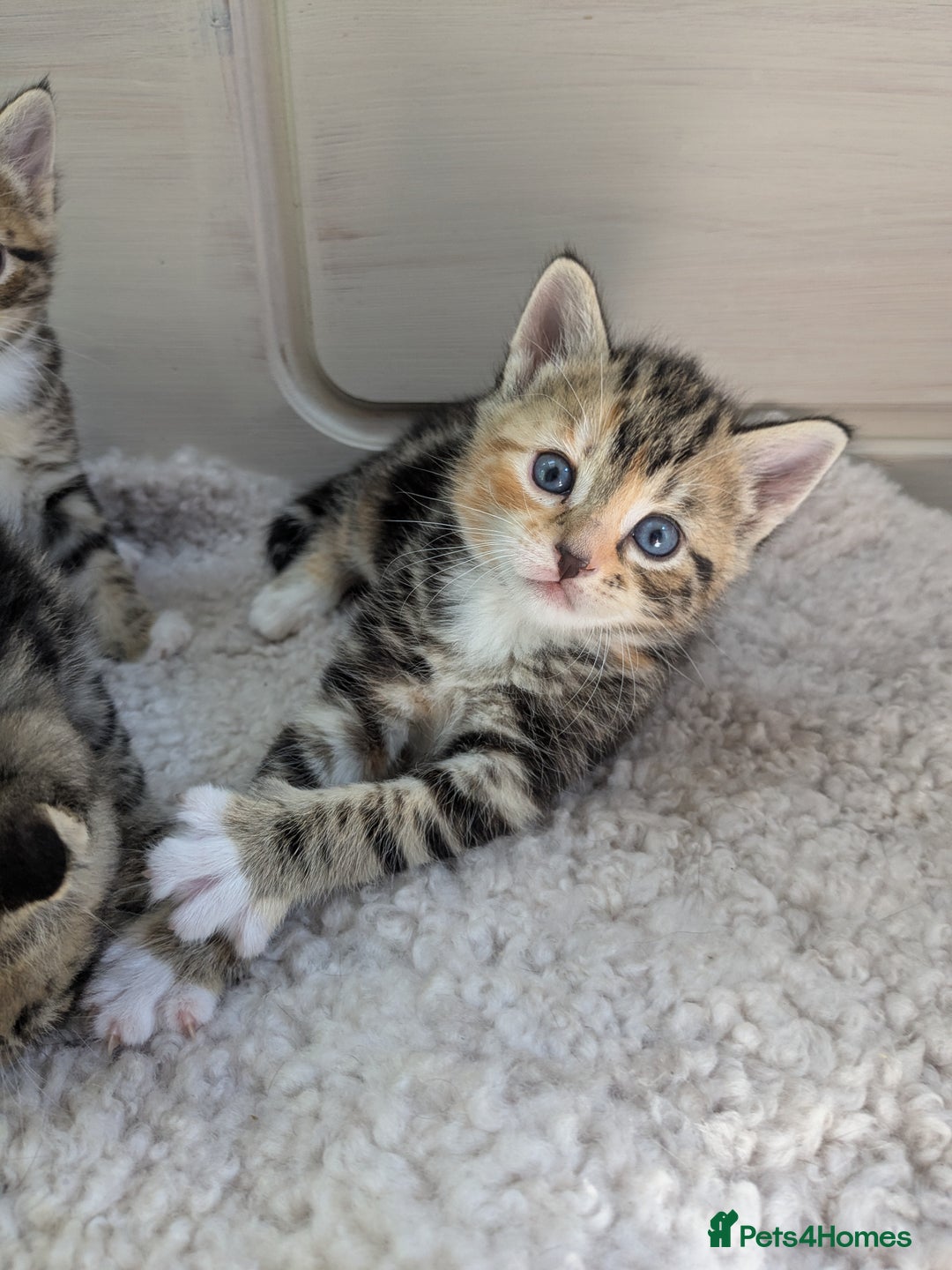 Bengal cats for sale: 4 Cute Tabby Kittens  - Image 12