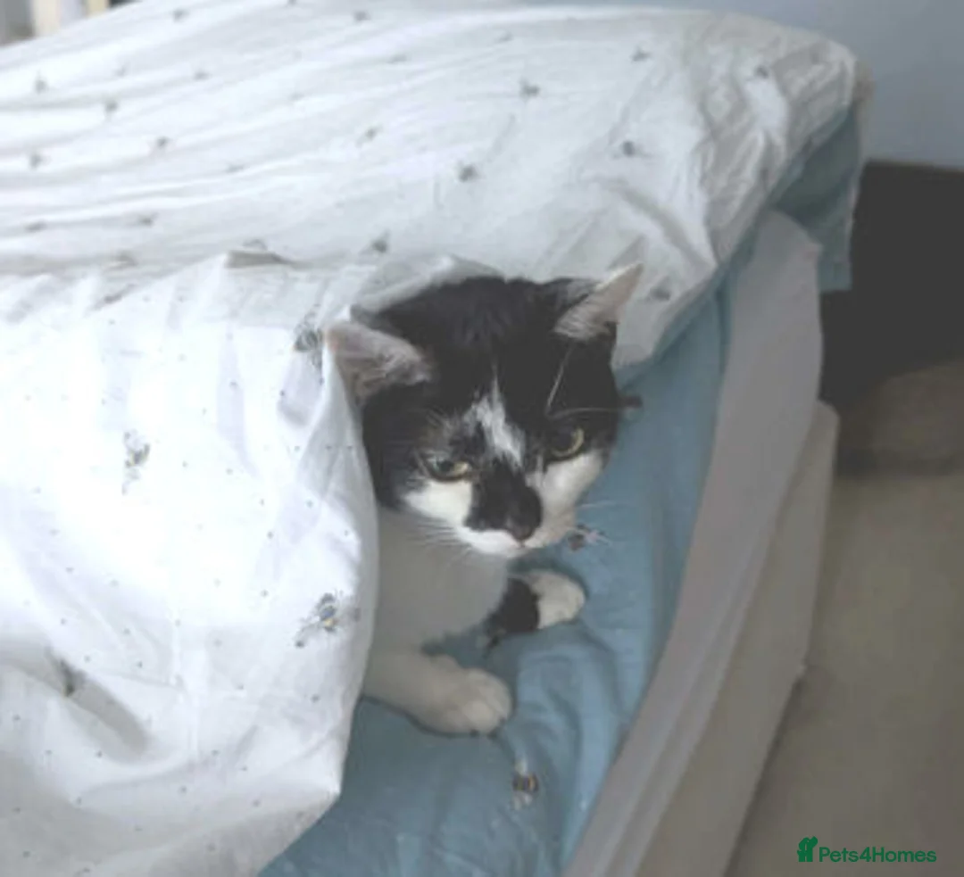 Mixed Breed cats for adoption: SMUDGE - Advert 3