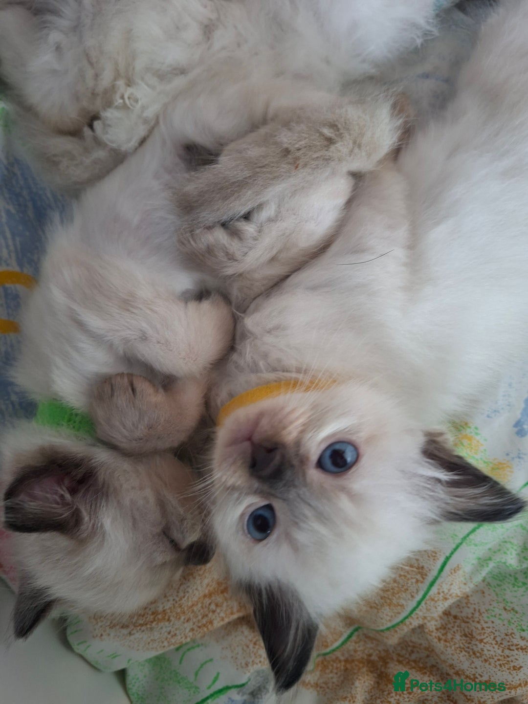 Ragdoll cats for sale: Stunning Ragdoll Kittens - Advert 3