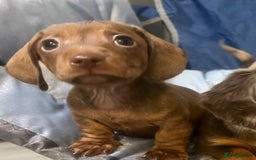 Miniature Dachshund dogs for sale: Miniature Dachshund Puppies - Image 1