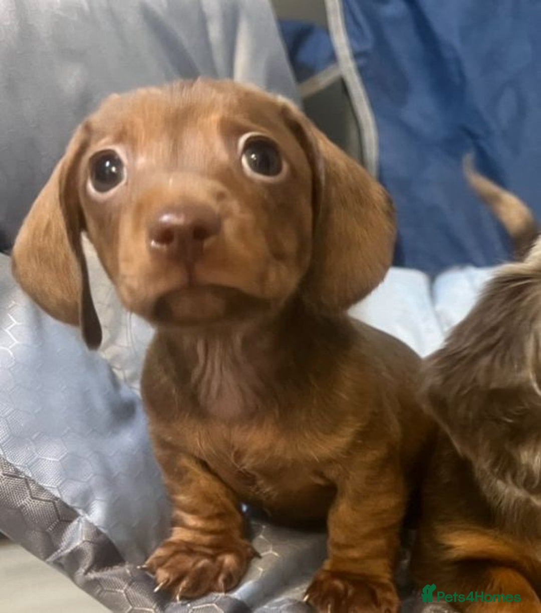 Miniature Dachshund dogs for sale: Miniature Dachshund Puppies - Image 1
