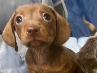 Miniature Dachshund dogs - Advert 22