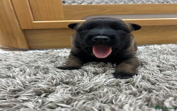 Belgian Shepherd Dog dogs for sale: Belgian Malinois puppies  - Image 16